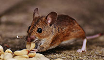 24 Hour & Emergency Exterminators in Riverton, CT